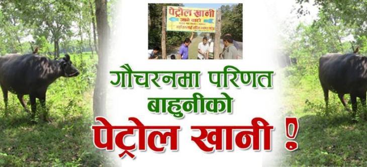 गाई र भैंसी चर्ने जंगलमा परिणत भयो बाहुनीको पेट्रोल खानी