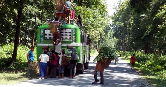 पश्चिमको यार्सागुम्बाभन्दा कम छैन निगुरो खोज्नेहरूको भीड