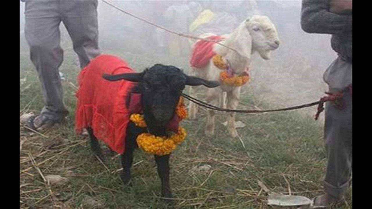 पशुवली रहित दशै मनाऊं भन्दै राजधानीमा बृहत मोटरसाइकल -याली