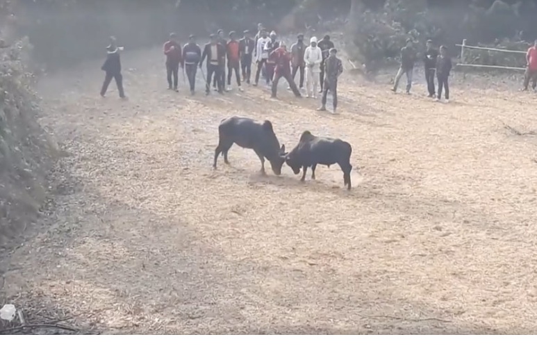 धनकुटामा पुर्वकै पहिलो गोरु जुधाइ प्रतियोगिता सम्पन्न, चौरे गोरुलाई उपाधि
