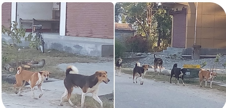 टाउको दुखाइ बन्दैछन् भुस्याहा कुकुरहरु, ब्यबस्थापनमा स्थानीय तहहरुको बेवास्ता