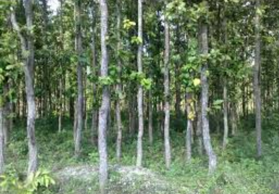 लुट्न सके लुट : मिक्लुक वनमा १० लाख बढी गोलमाल, गाडी छैन तर इन्धन र मर्मत खर्च