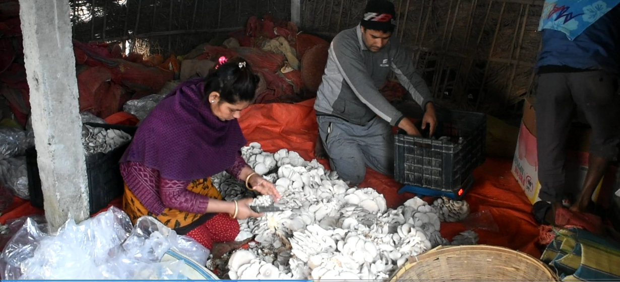 च्याउ खेतीबाट मासिक डेढ लाखसम्म आम्दानी गर्दै ईन्द्र