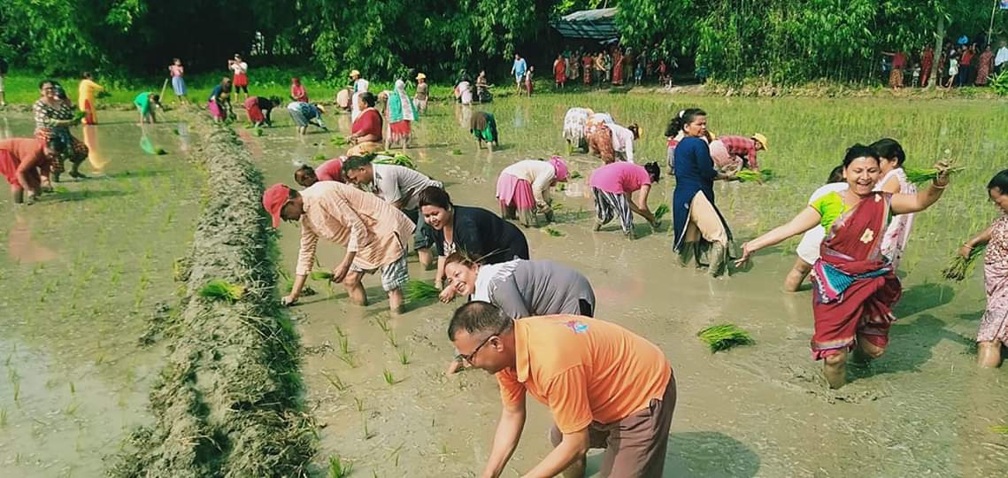 लालभित्तिमा सामुहिक धान रोपाइँ कार्यक्रम सम्पन्न,  मेयर अनि उपमेयरले पनि रोपे धान