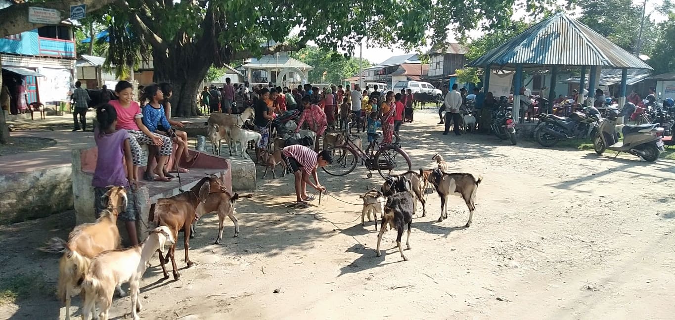 गाँउमै पहिलोपटक पशु स्वास्थ्य शिविर संचालन भएपछि दंग भए बाहुनीबासी