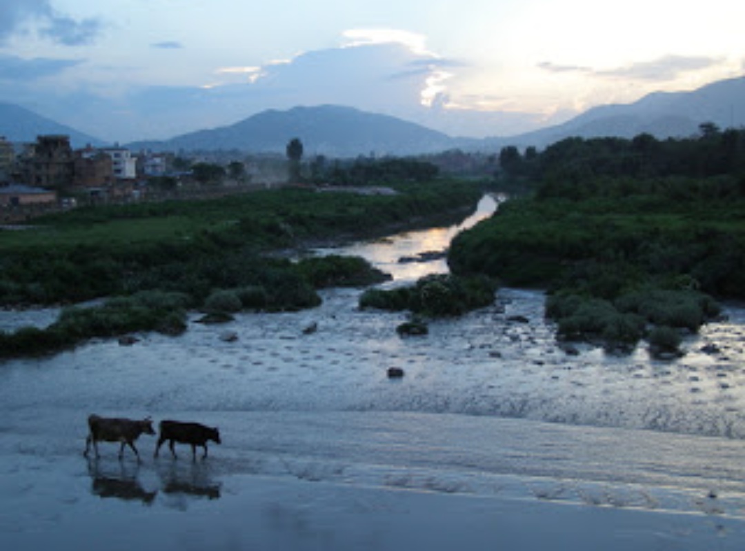 मोरङमा आनुवांशिक स्रोत संरक्षण र प्रबर्द्धनका लागि छनौट भो केराबारी