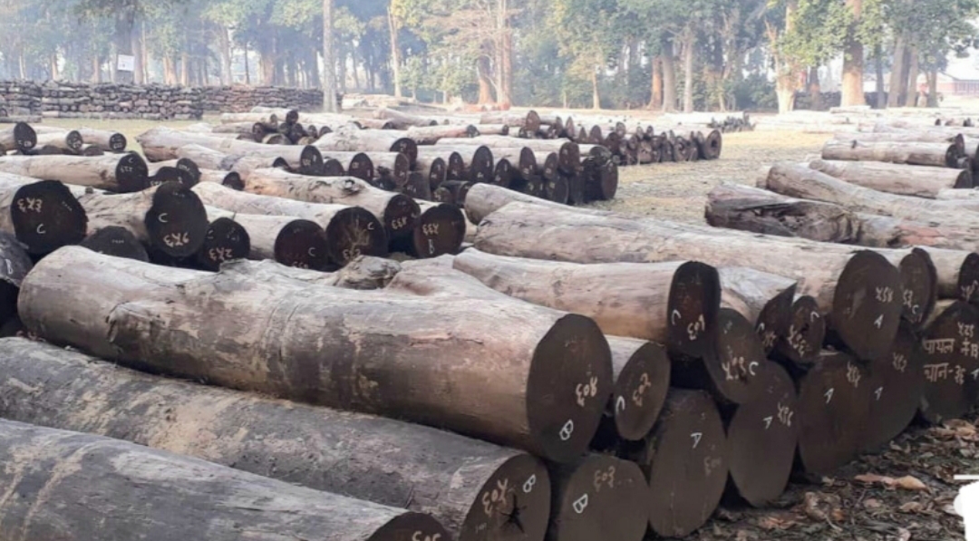 मोरङकै ठुलो ग्रामीण सुधार सामुदायिक वनमा आन्तरिक किचलो, घाटगद्दीमै कुहिन लाग्यो एक करोडको काठ