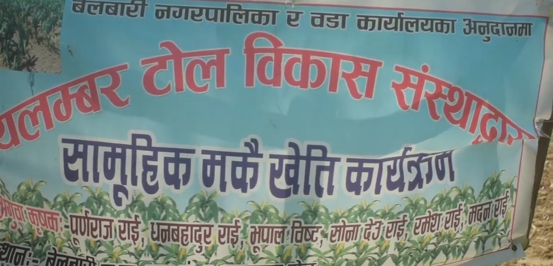 सामूहिक खेतीबाट राम्रो आम्दानी गर्दै बेलबारी नगरपालिका ६ का कृषकहरु