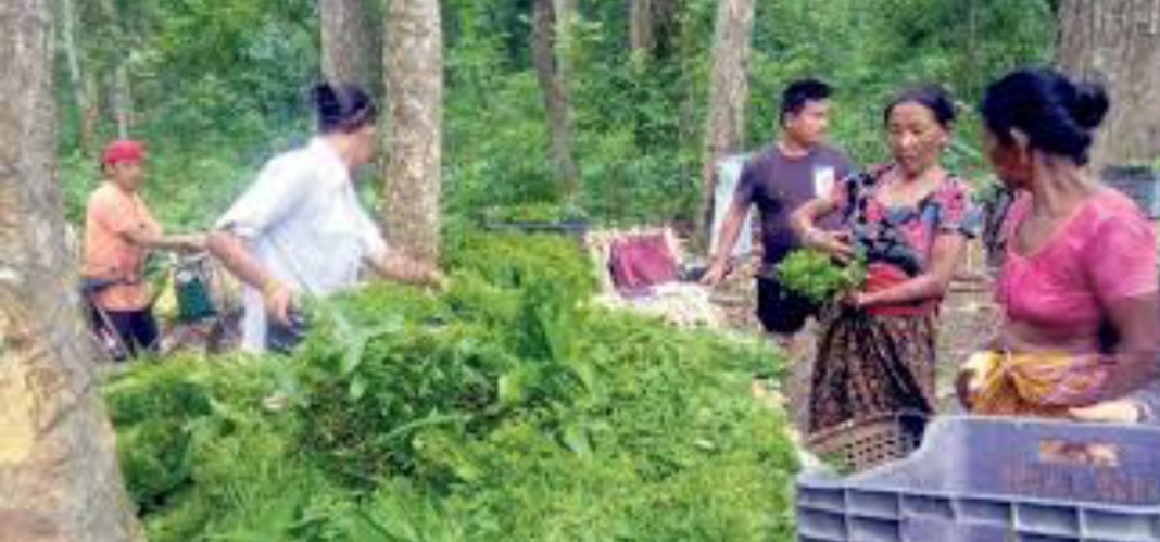 निगुराे व्यवसायबाट मनग्गे आम्दानी लिँदै उत्तरी माेरङका महिलाहरु