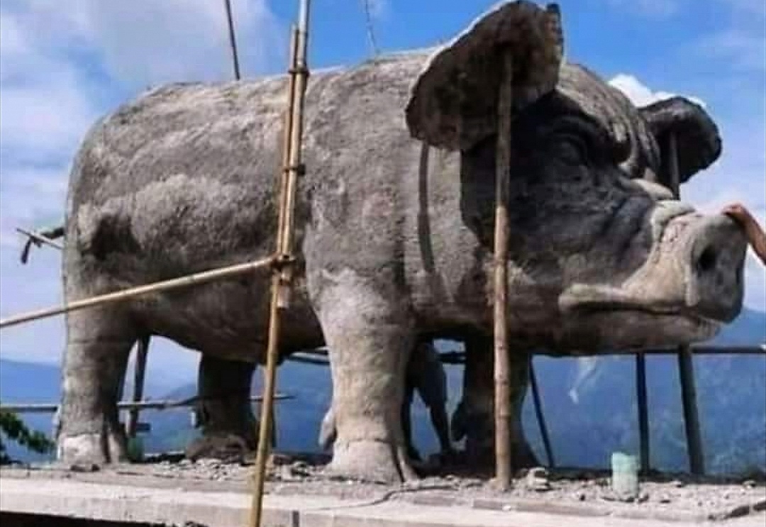 उदयपुरमा हात्ती झैँ ठुलो सुँगुर, दाम परेछ ६० लाख