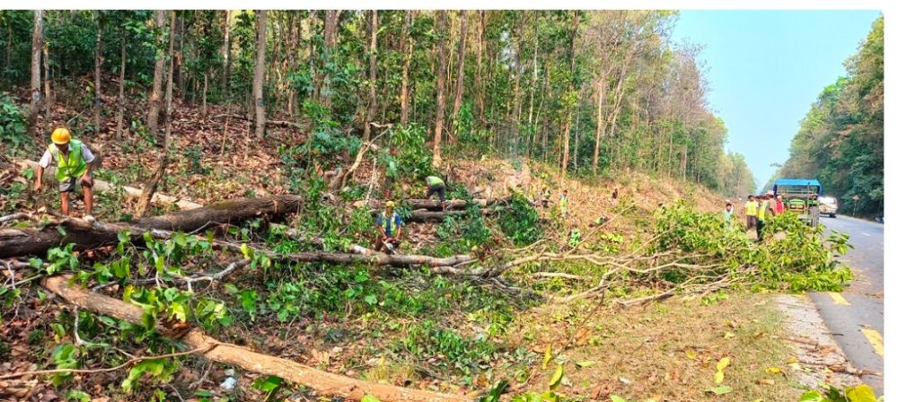 काँकडभिट्टा–लौकही खण्डमा काटिंदैछन् राजमार्ग किनारका ११ हजार बढी रुख
