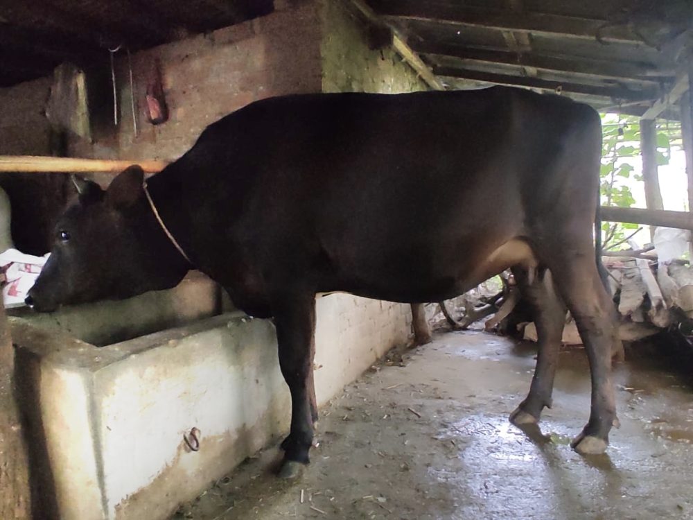पथरीशनिश्चरेमा एक बाच्छीले नब्याउँदै दिन्छ दिनहुँ अढाई लिटर दुध